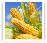 1 chacareras Productos