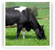 1 forrejeras 2 Productos