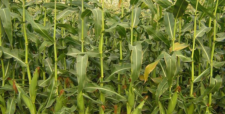 DSCN0027 768x388 Galería