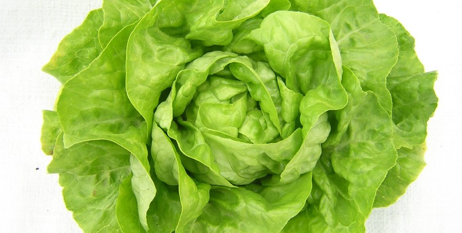 DSCN2522 950x480 Galería