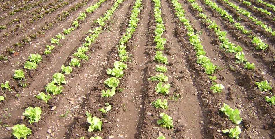 Diables20Bastias7 950x480 Galería