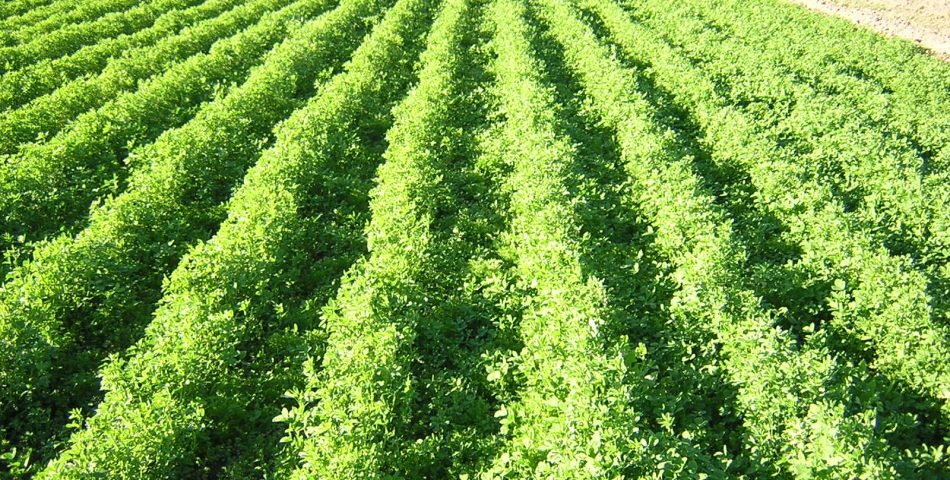 ens021 950x480 Galería