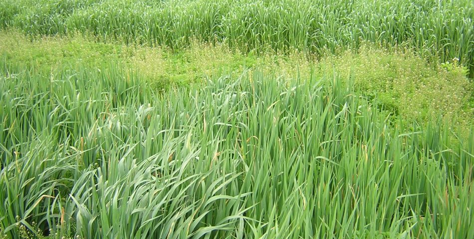 ens023 950x480 Galería