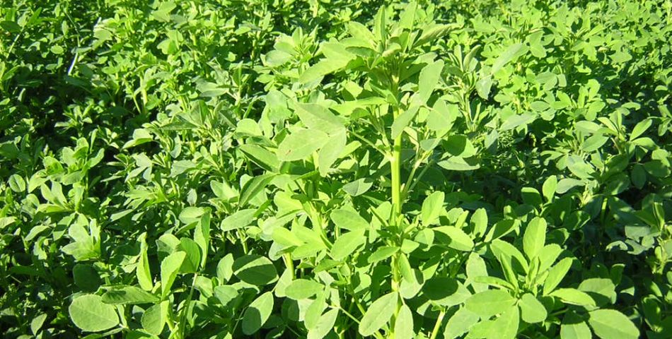 ens034 950x480 Galería