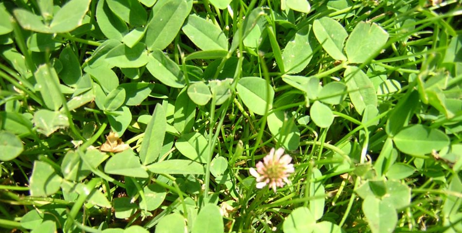 forrajeras 950x480 Galería