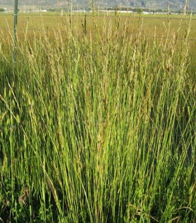 Semillas de césped, prados, hortalizas, forrajeras, chacareras, venta