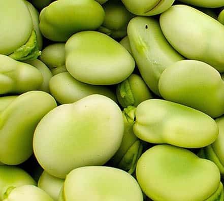 15 habasuperaguadulce Haba