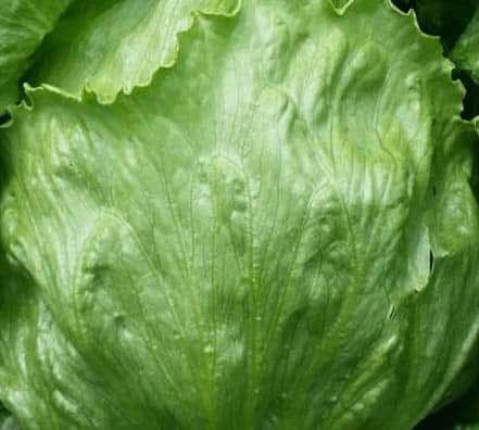 32 lechuga española arrepollada blanca Lechuga 2