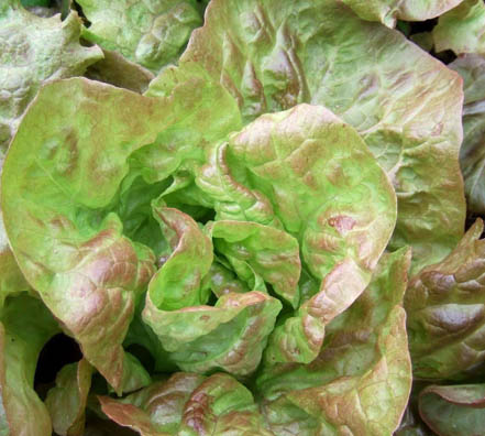 33 lechuga 4 estaciones Lechuga 2