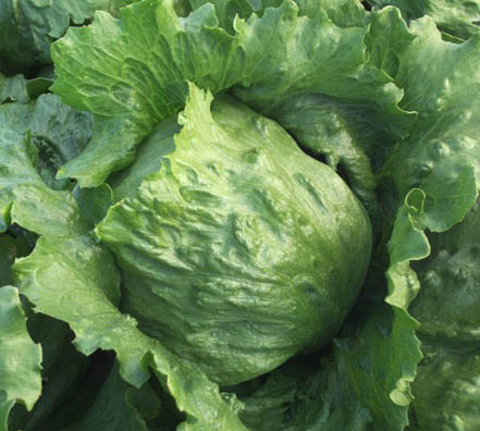 34 lecchuga gallega de invierno Lechuga 2