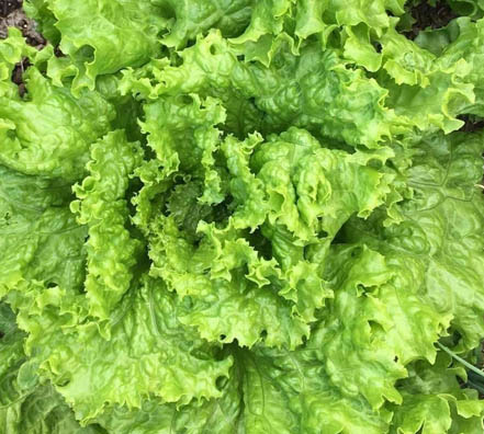 35 lechuga grand rapids Lechuga 3