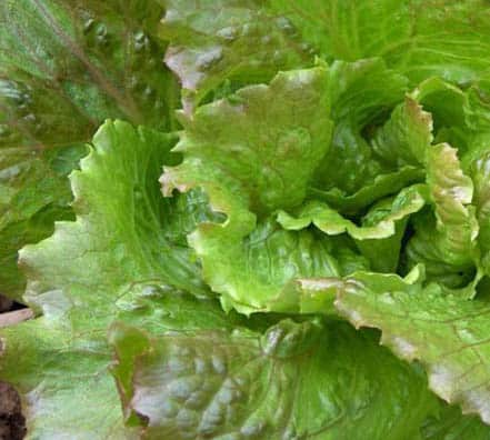 36 lechuga escarola magnamara Lechuga 3