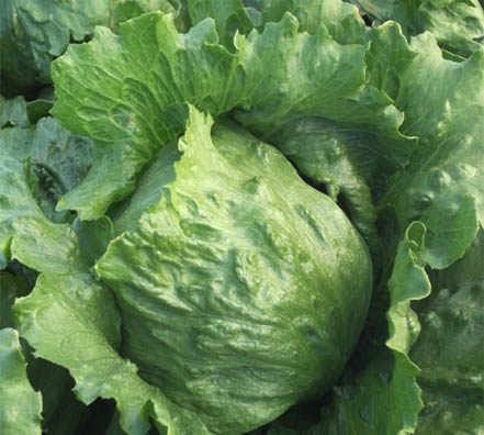 39 lechuga milanesa parker Lechuga 4