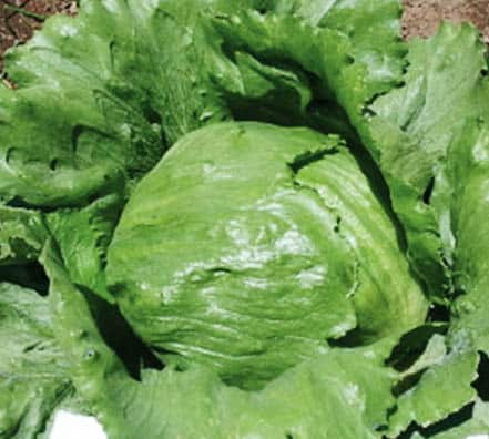 41 lechuga montemar Lechuga 4