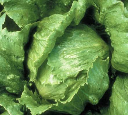 43 lechuga salinas Lechuga 4