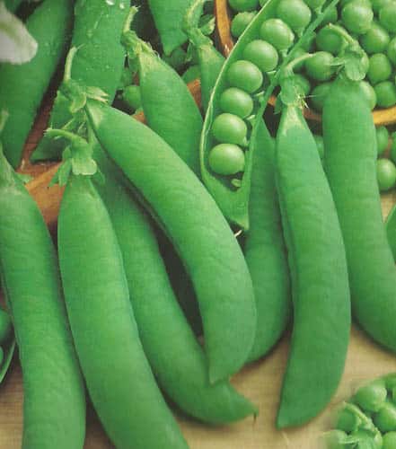 arveja television Arveja