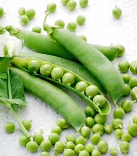 arveja utrillo Arveja