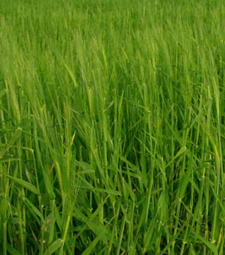 trigo chagual2 Trigos