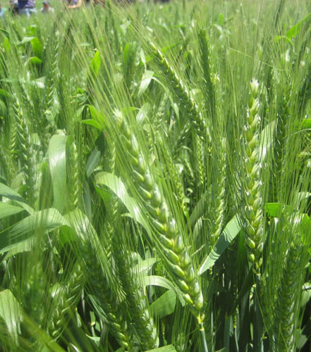 trigo llareta Trigos