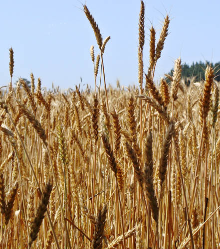 trigo veronica Trigos