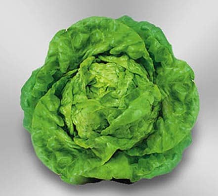 lechuga reina de mayo Lechuga 4