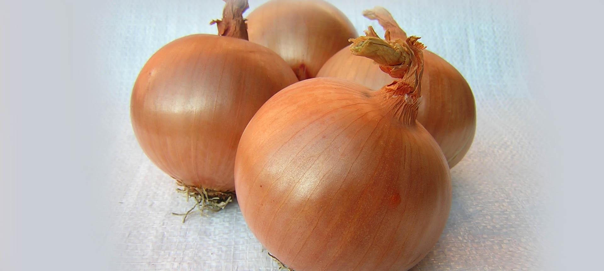 cebollas semillasmusic Inicio