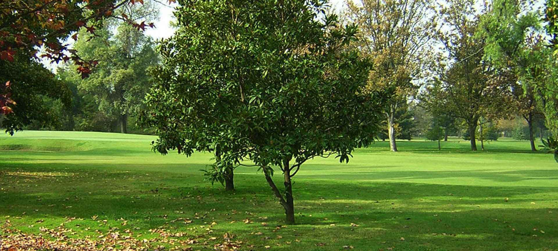 cesped semillasmusic 1 Inicio