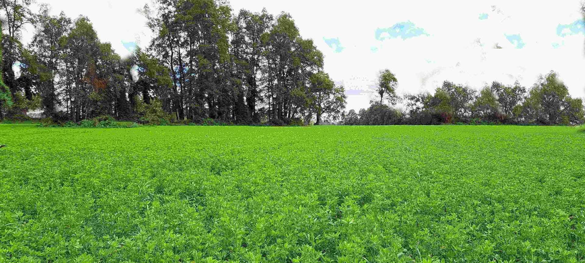 forrajeras semillasmusic 1 Inicio